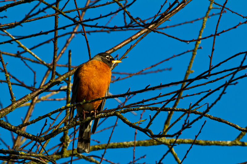 American Robin